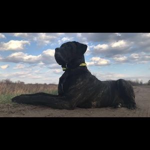 Meet your Posher, Shelley